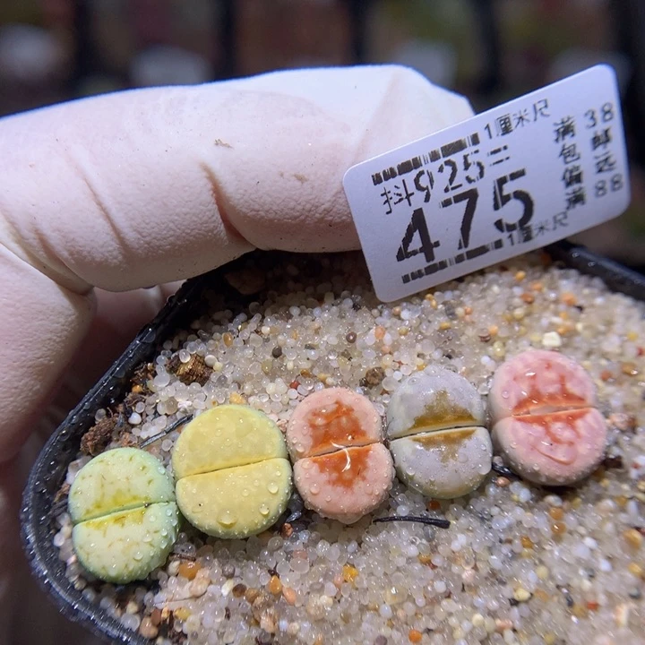 精品生石花925.475