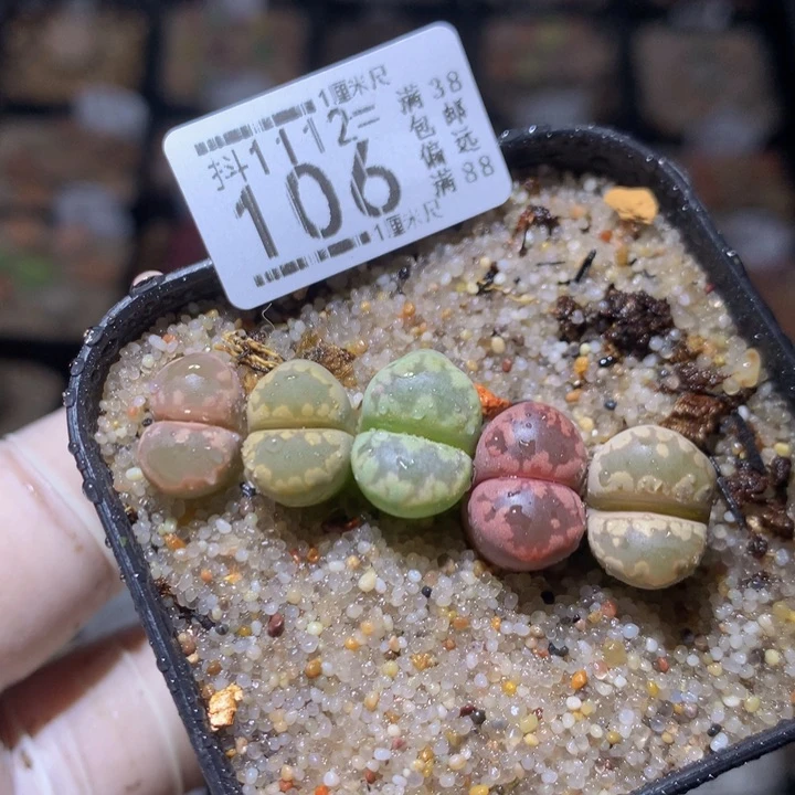 精品生石花1112.106