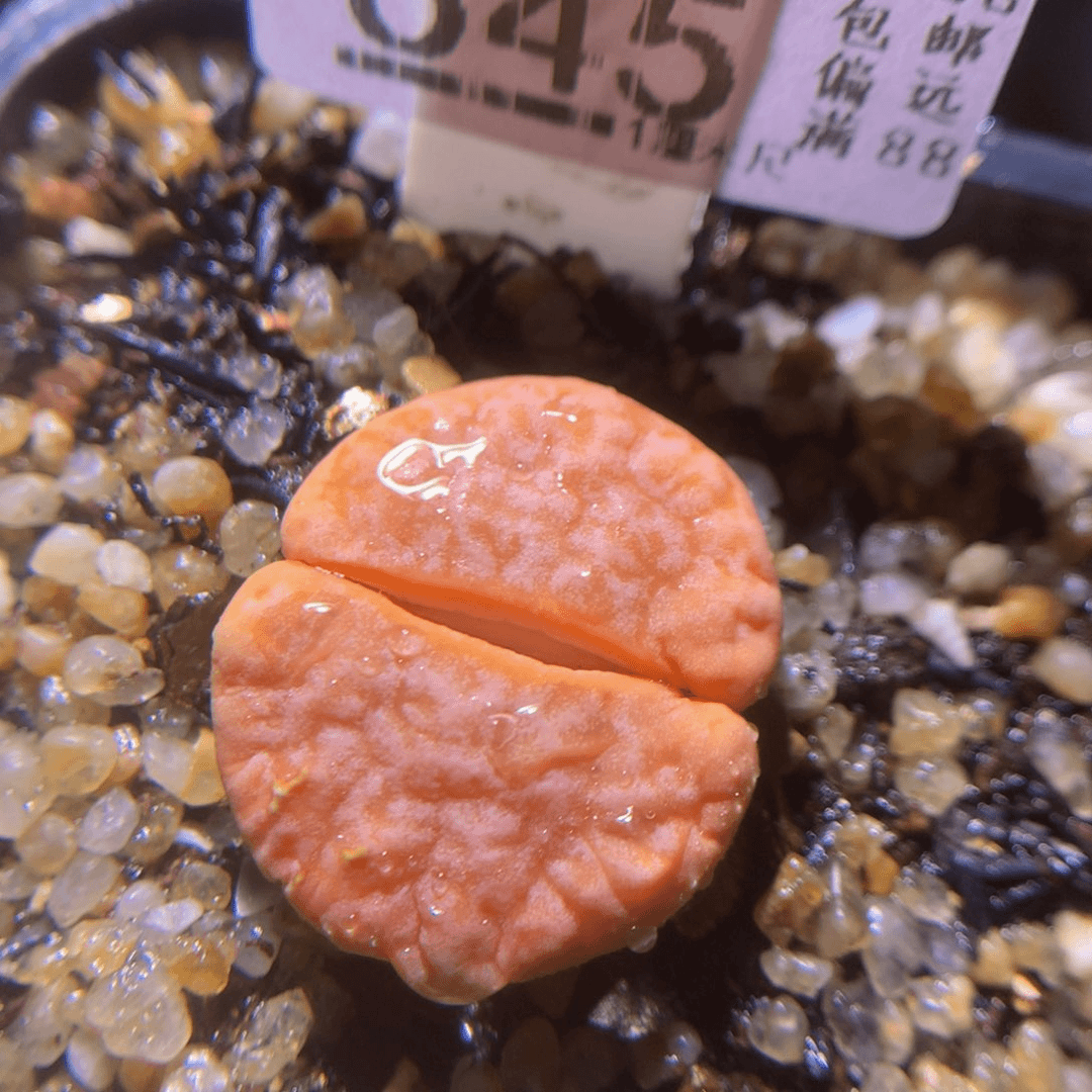 绝绝子生石花724.645