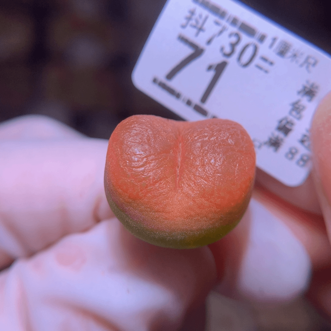 精品生石花730.71