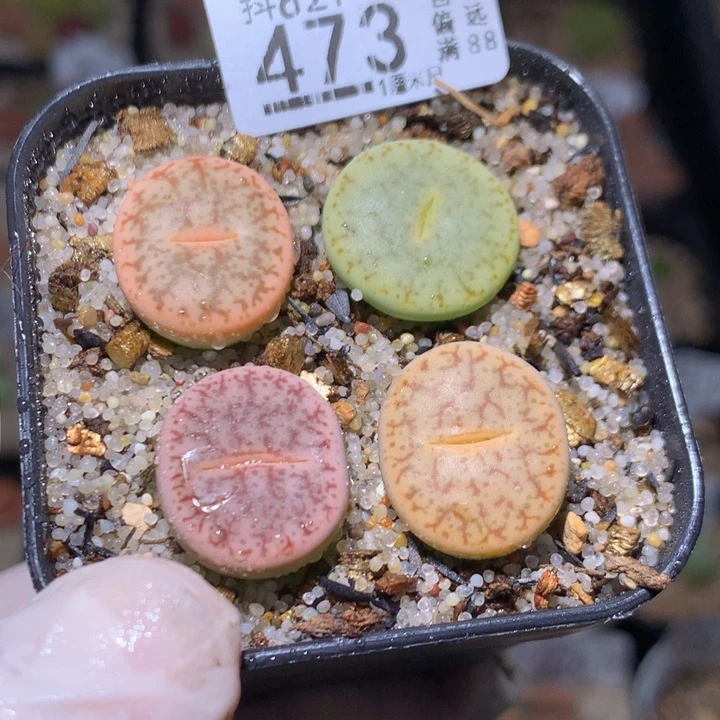 M****-精品生石花827.473