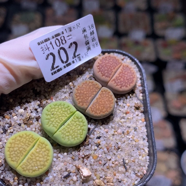 精品生石花108.202