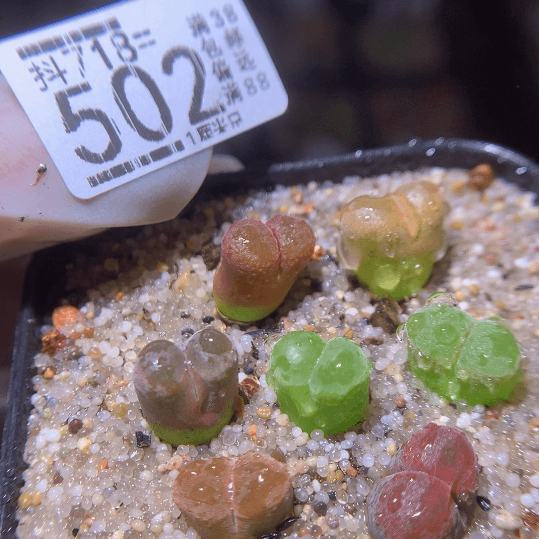 精品生石花718.502