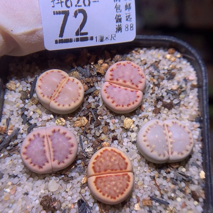 精品生石花826.42