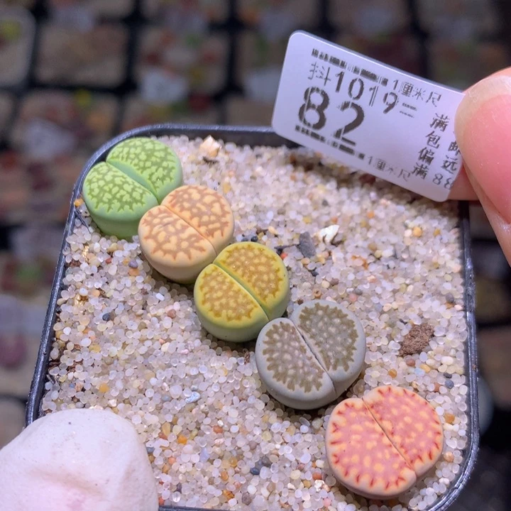 精品生石花1019.82