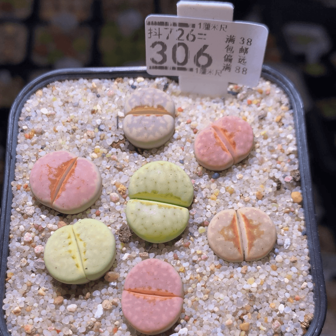 精品生石花726.306
