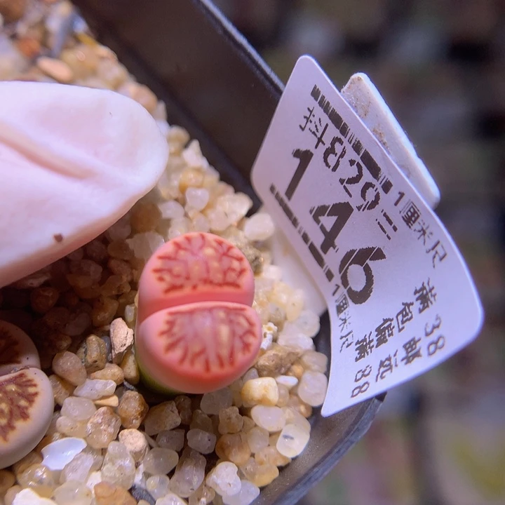 精品生石花829.146高特