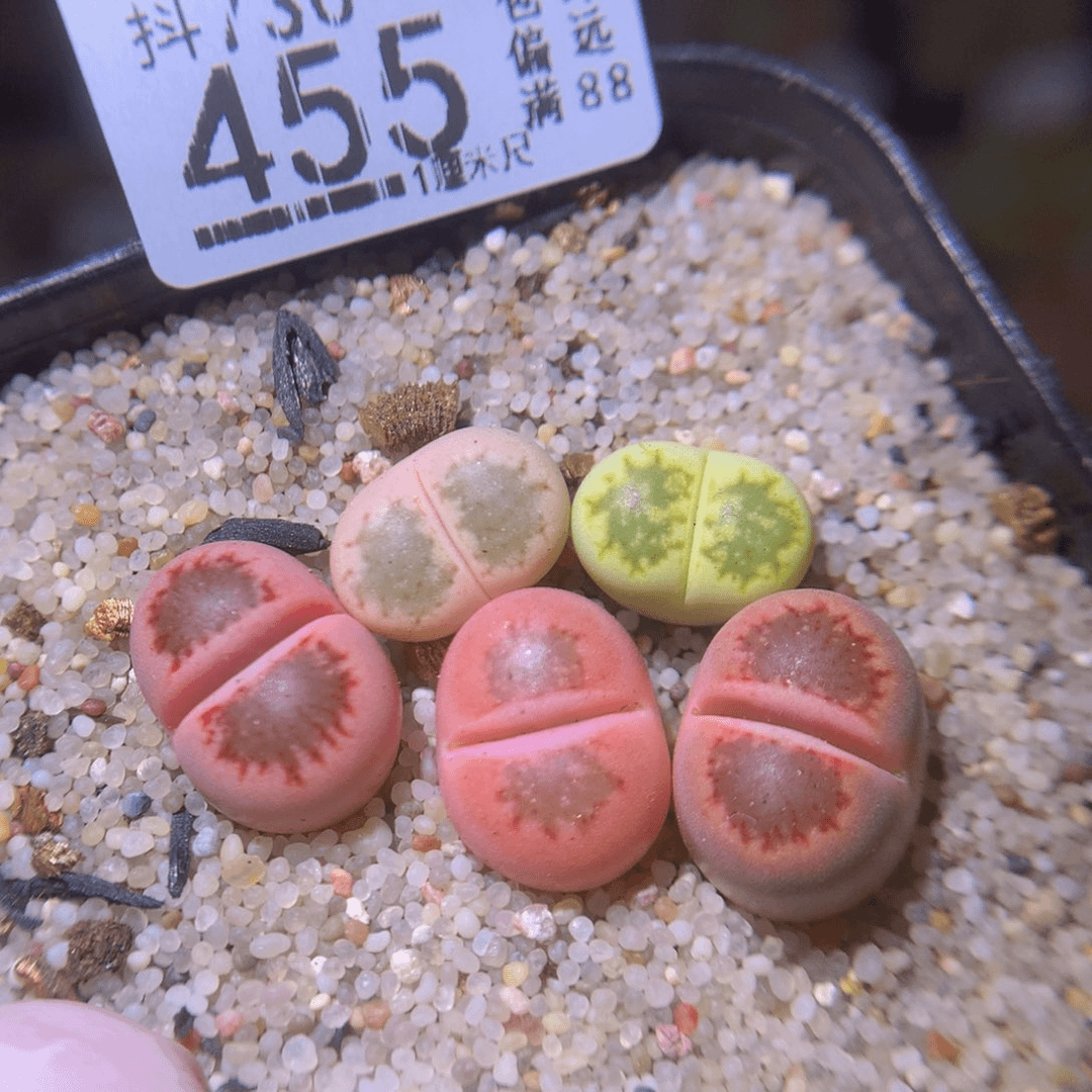 精品生石花730.455