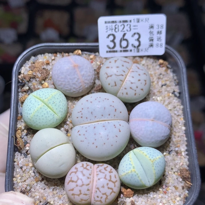 好看的生石花823.363