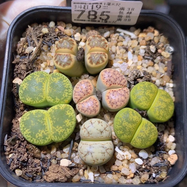 嗯****啊绝绝子生石花819.785