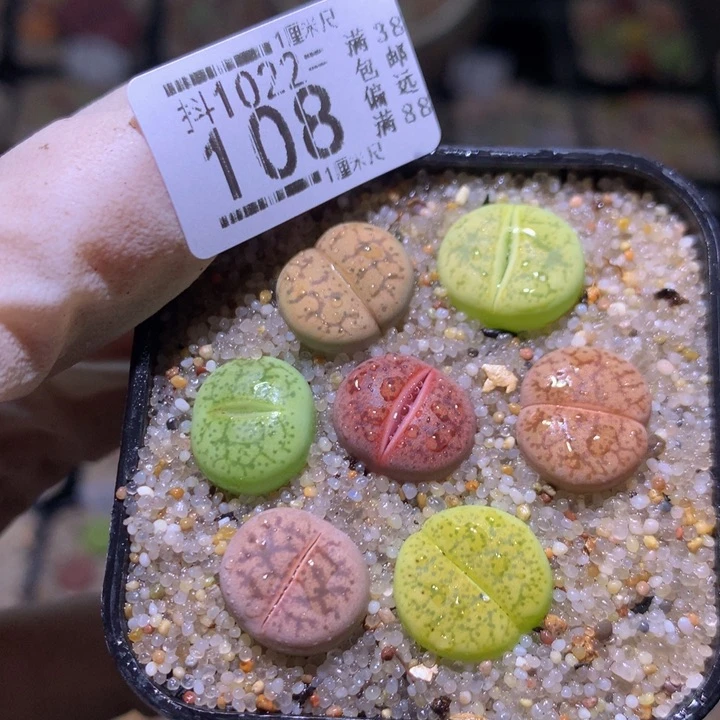 精品生石花1022.108