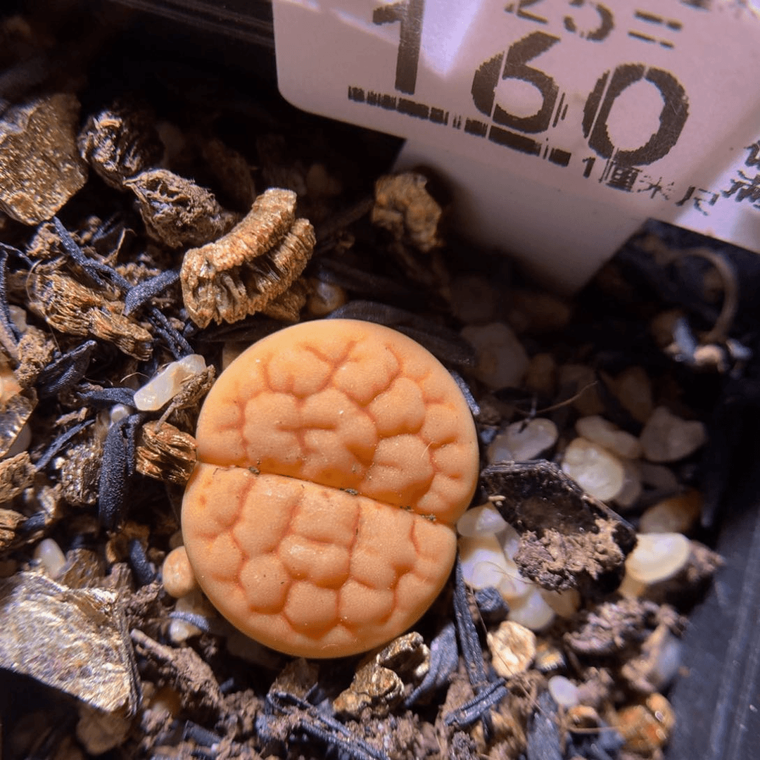 精品生石花725.160