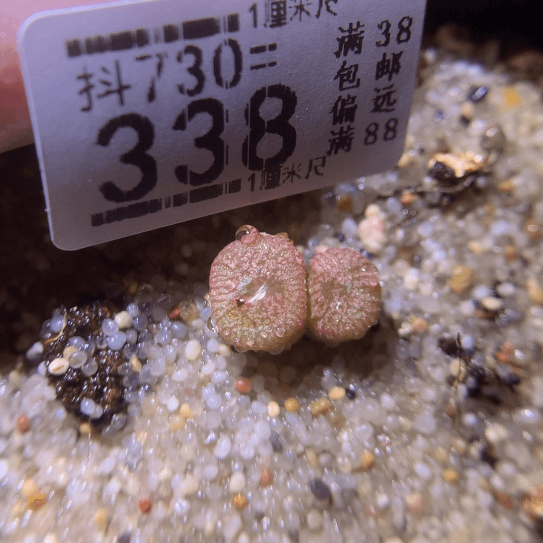 精品生石花730.338