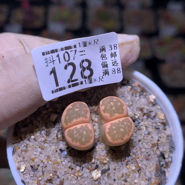 精品生石花107.128