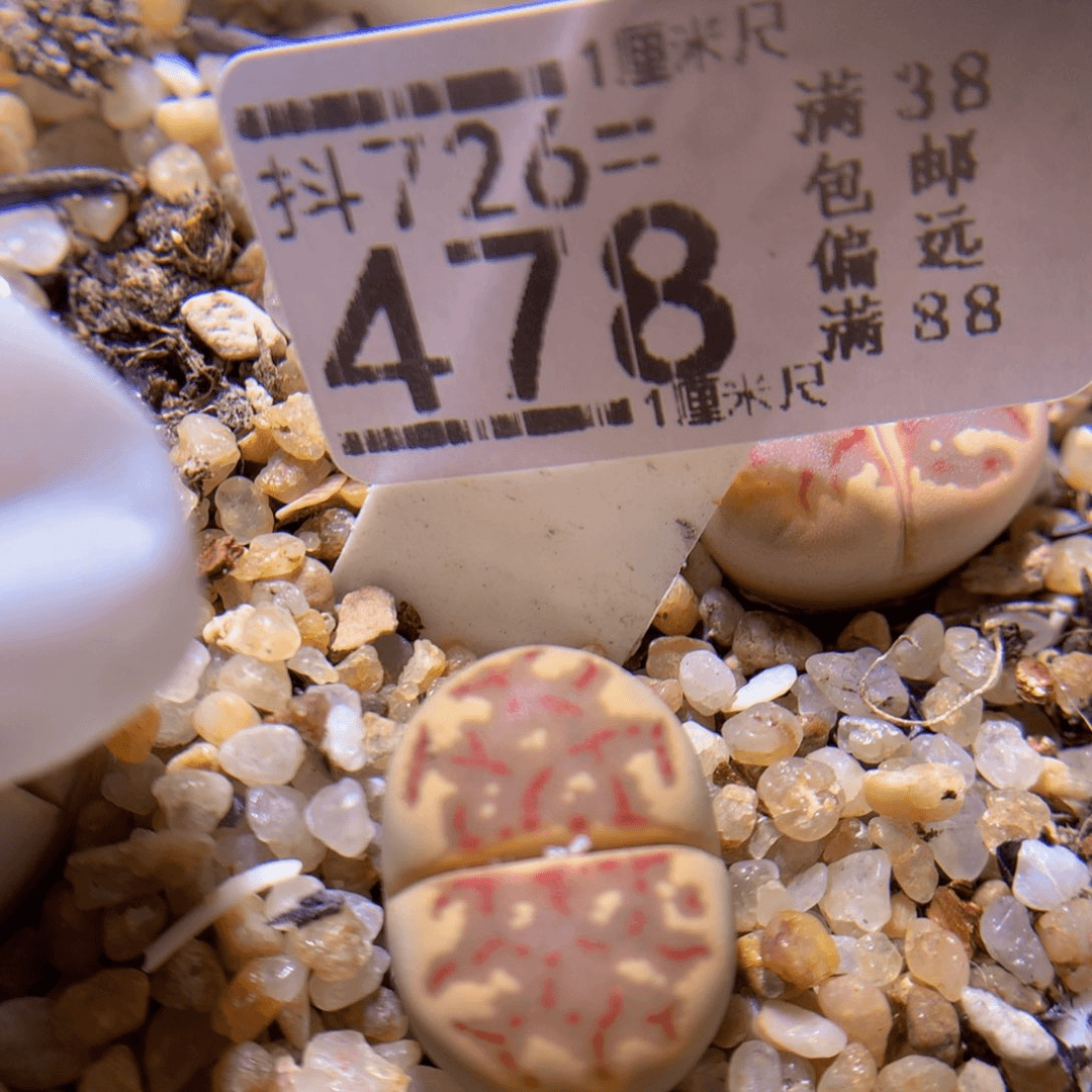 精品生石花726.478