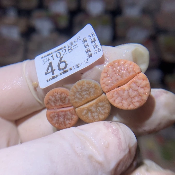 爱***?精品生石花1028.46