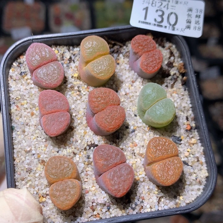 精品生石石824.130