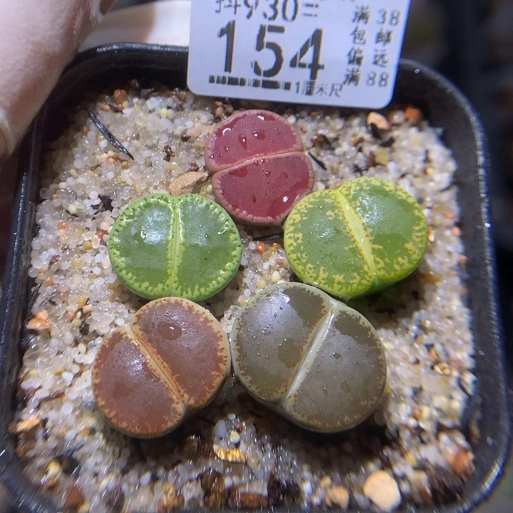 精品生石花930.154