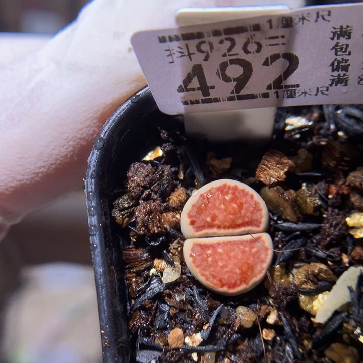 精品生石花926.492