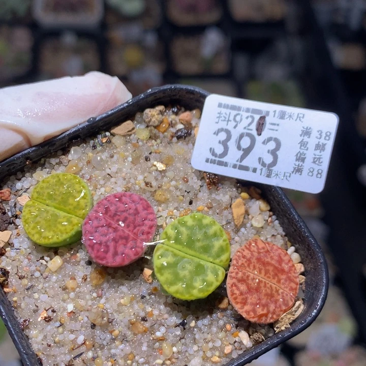 精品生石花921.393