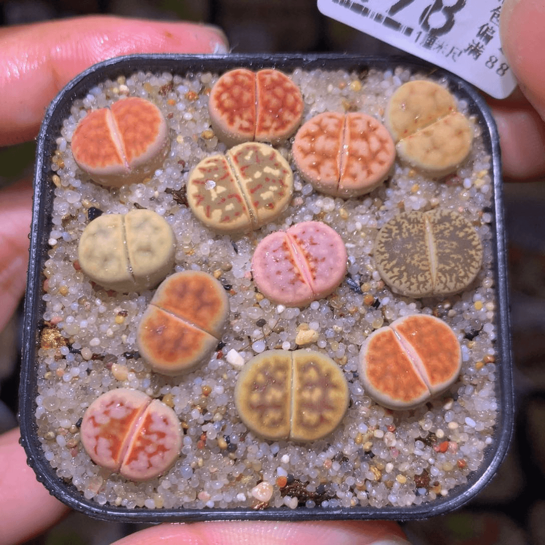 精品生石花725.498