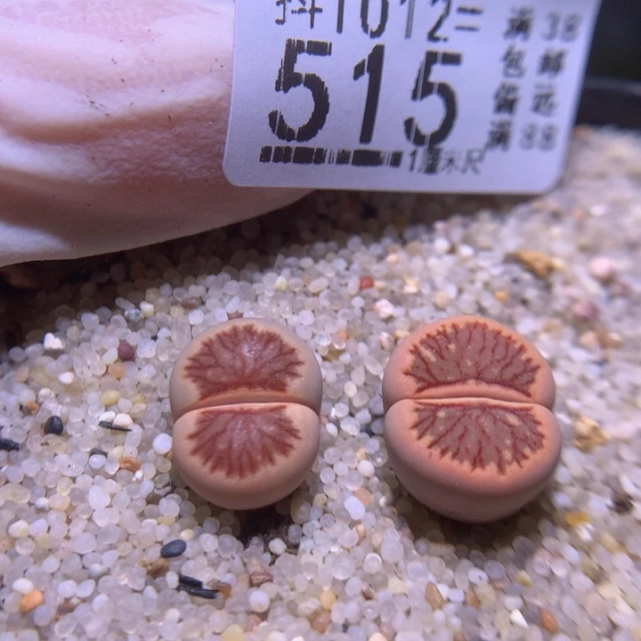 精品生石花1012.515精品