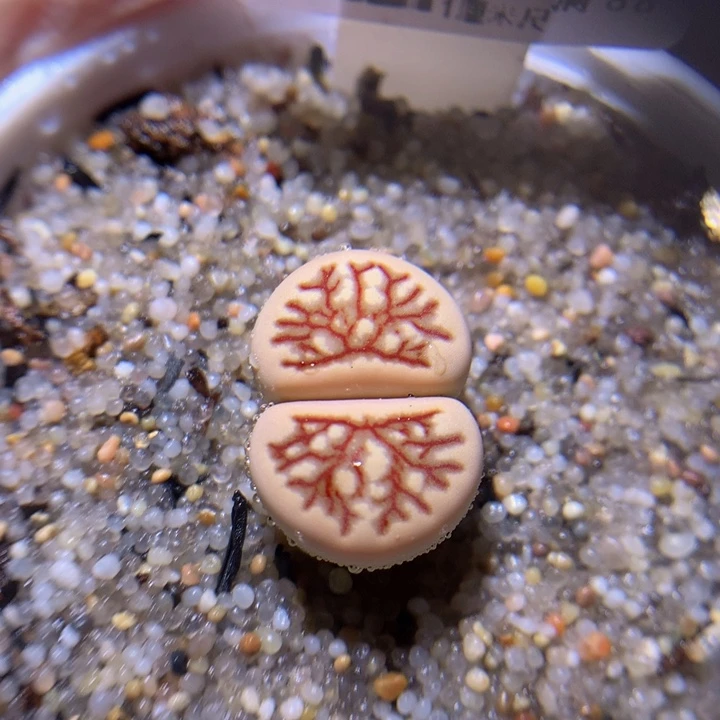 绝绝子生石花819.603