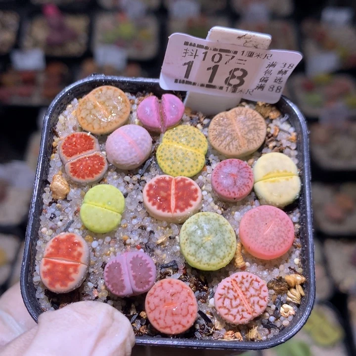 精品生石花107.118