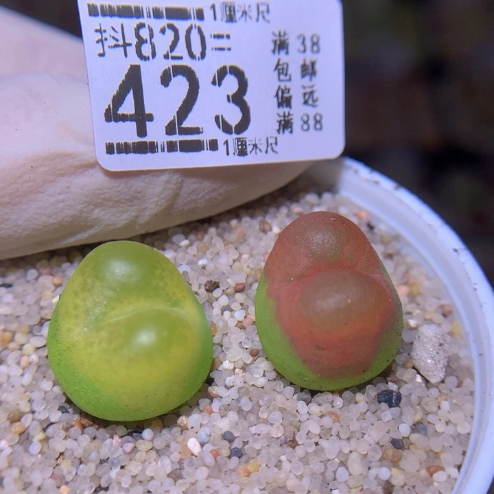 精品生石花820.423