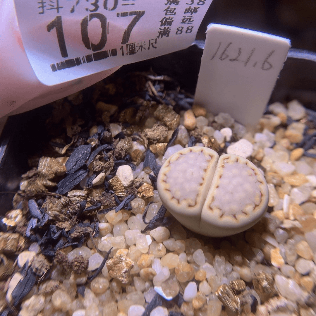 精品生石花730.107
