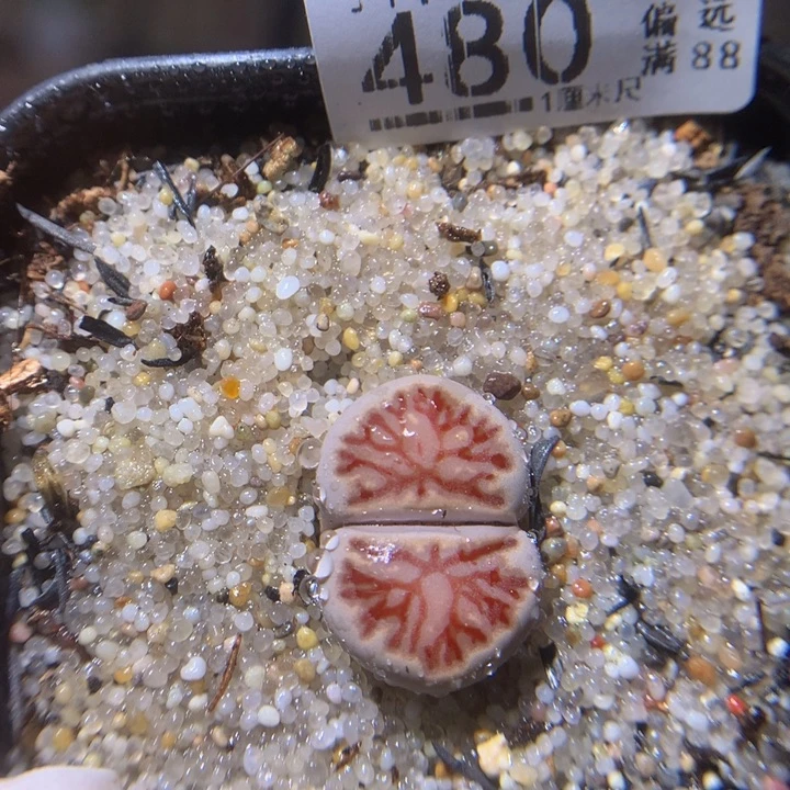 精品生石花116.480