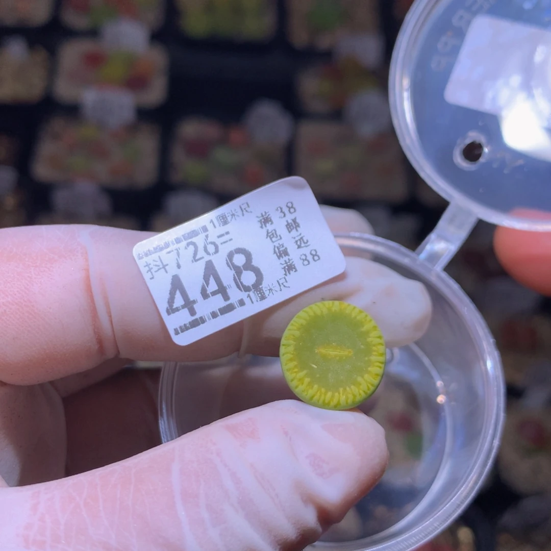 守*精品生石花726.448