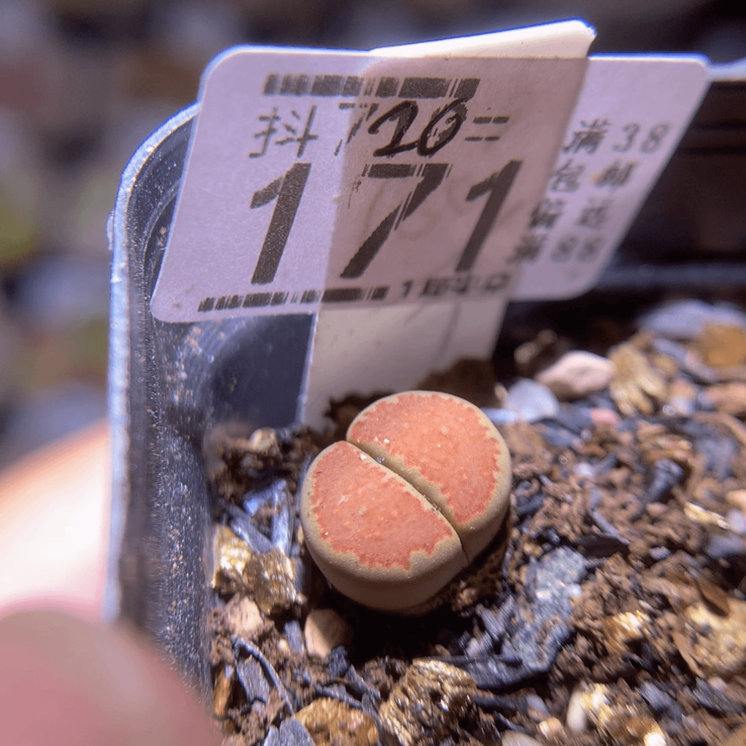 精品生石花720.171
