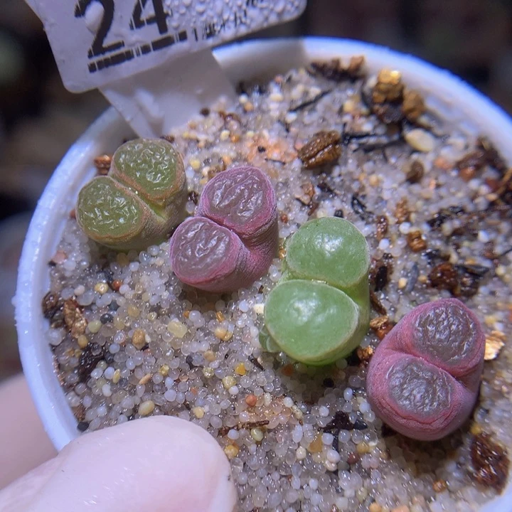 精品生石多肉826.24