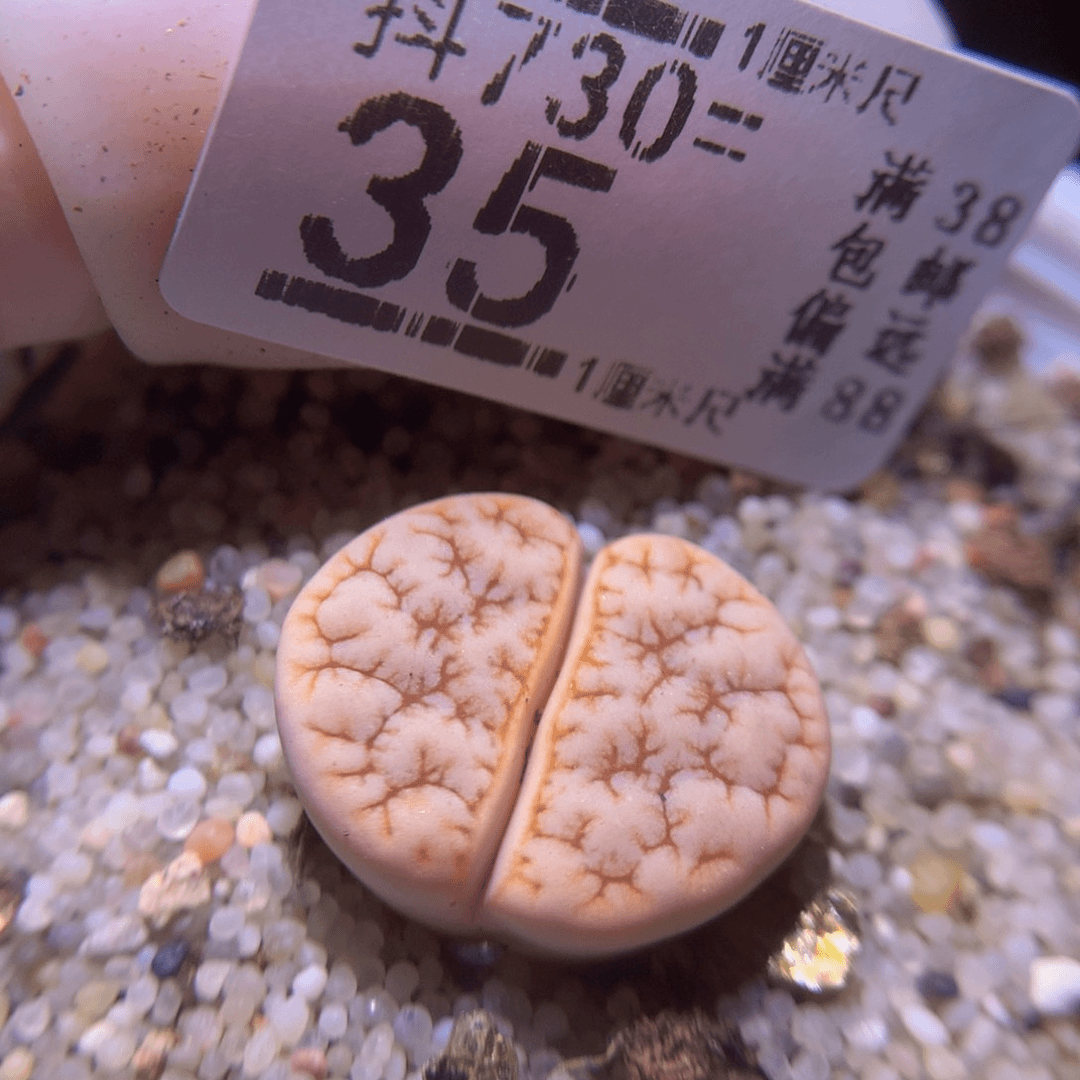精品生石花730.35