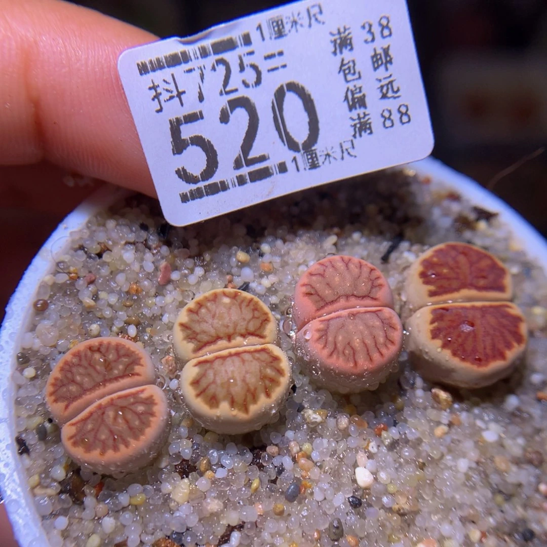 精品生石花725.520
