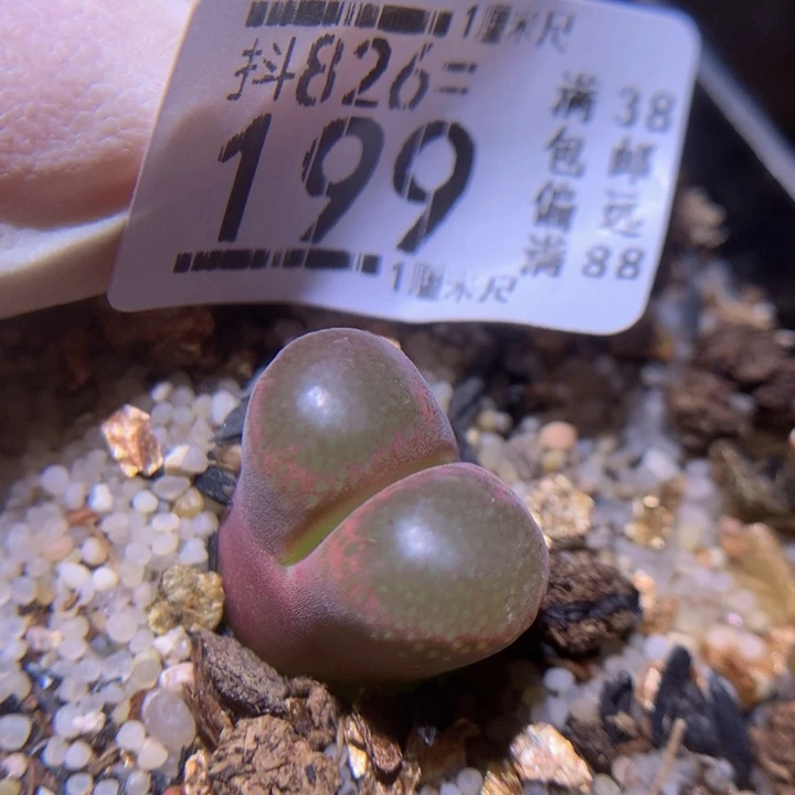 精品生花826.199