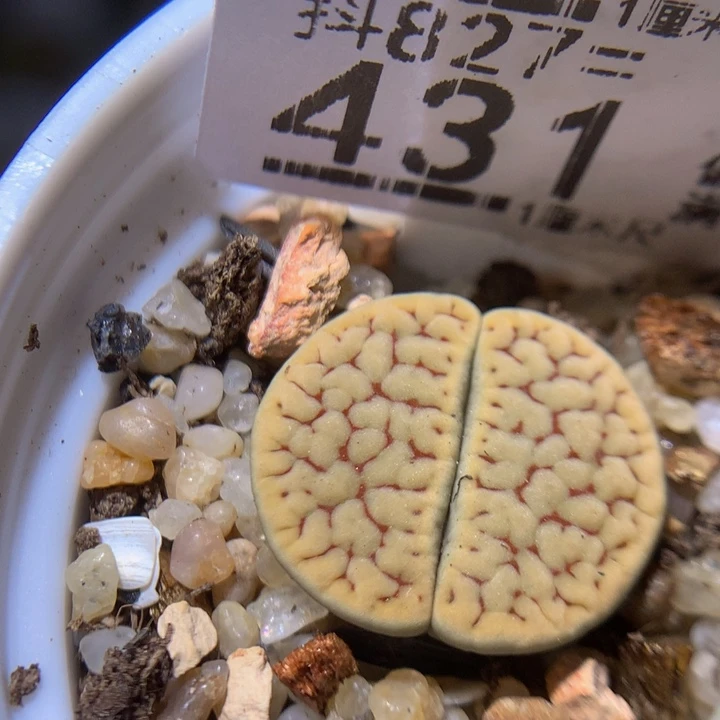 精品生石花827.431