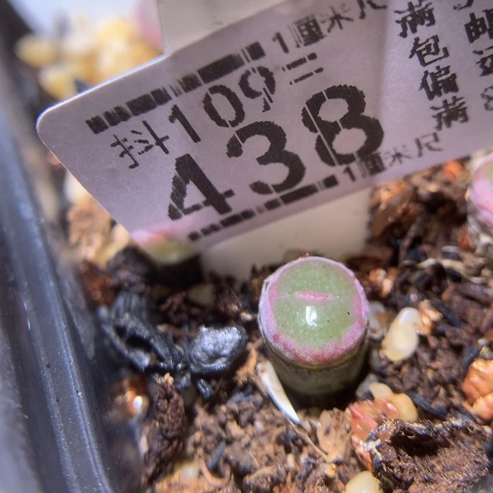 時*。精品生石花109.438