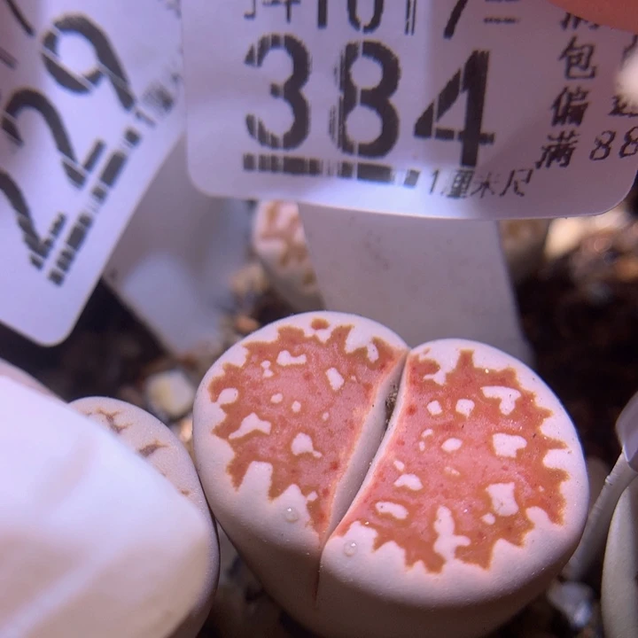 精品生石花1017.384