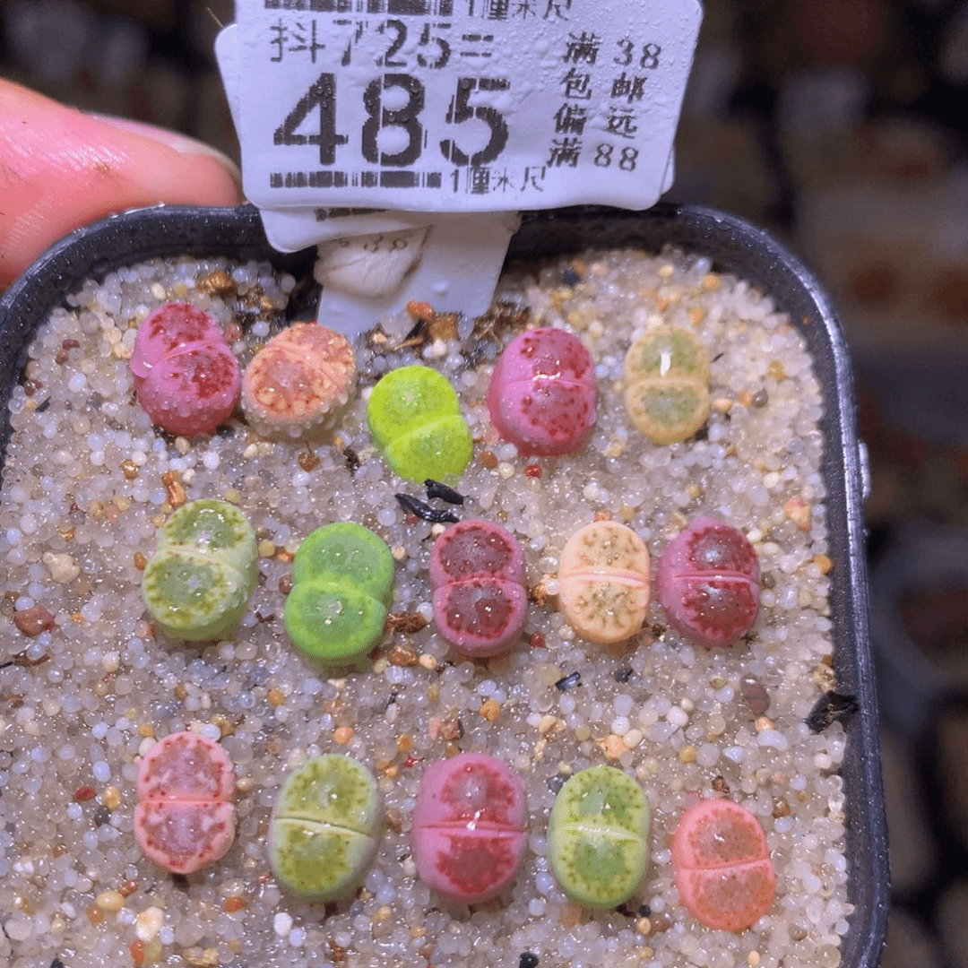 精品生石花725.485