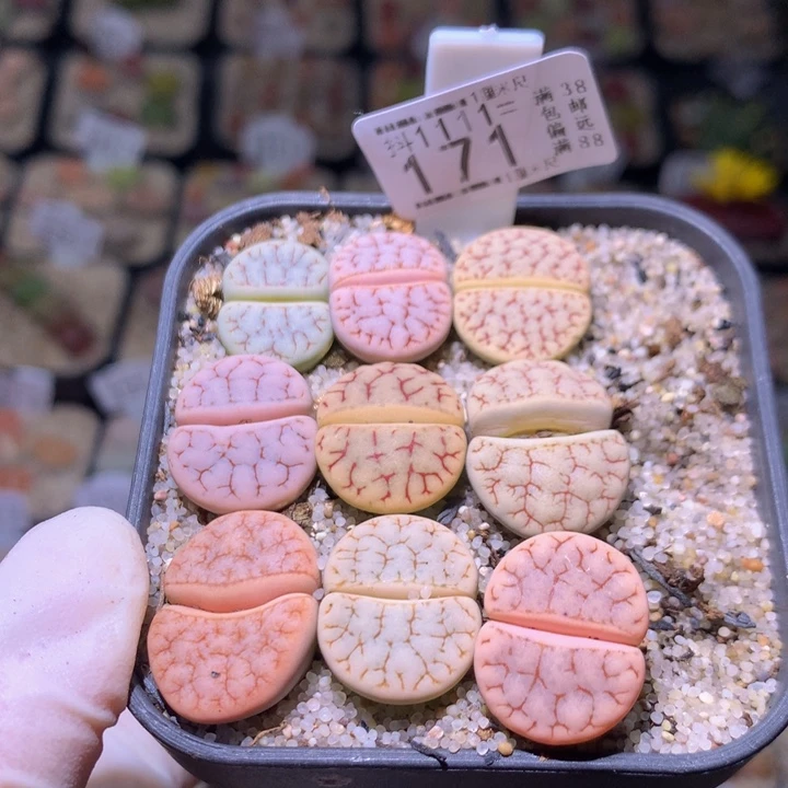 月**南精品石头花系列1111.171