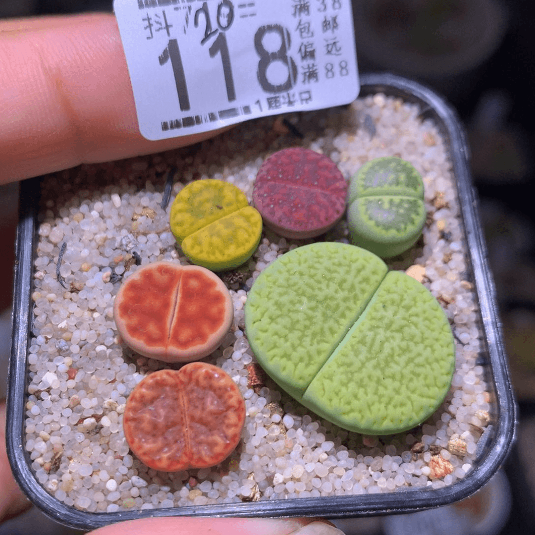精品生石花720.118