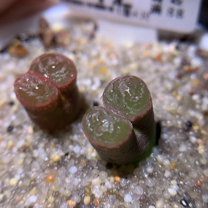 绝绝子生石花819.742