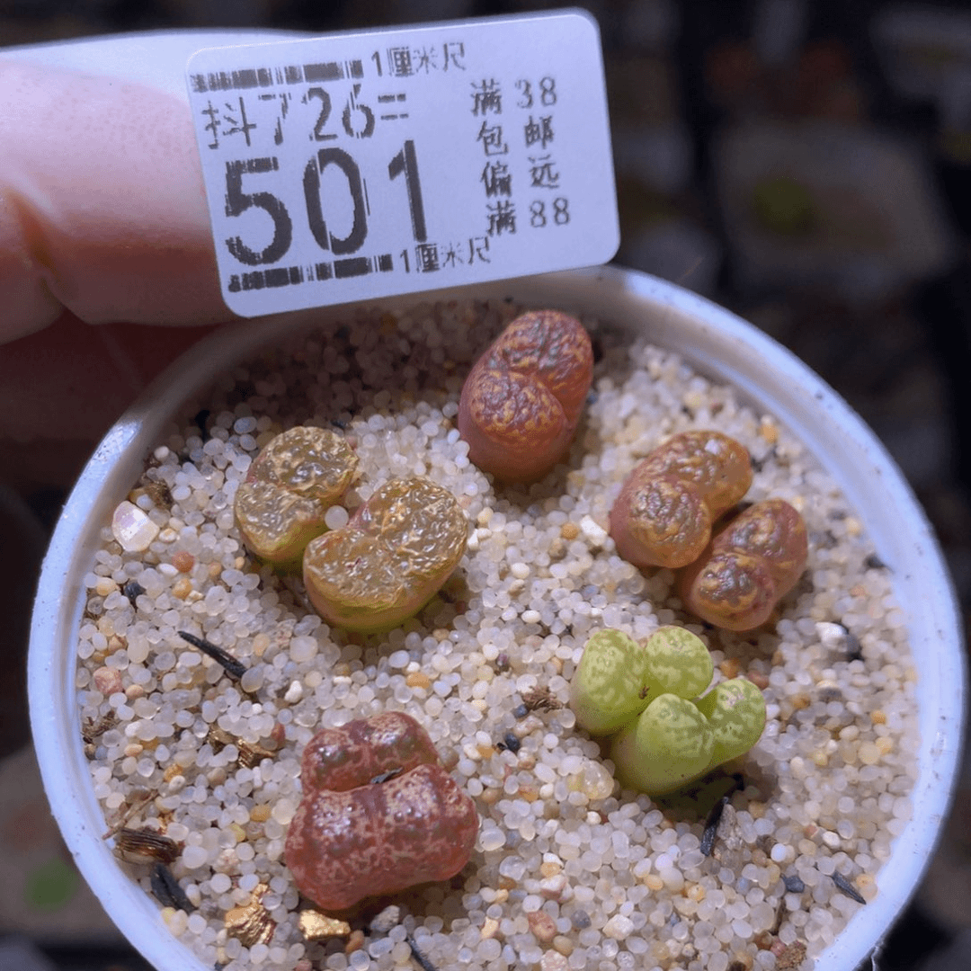 精品生石花726.501