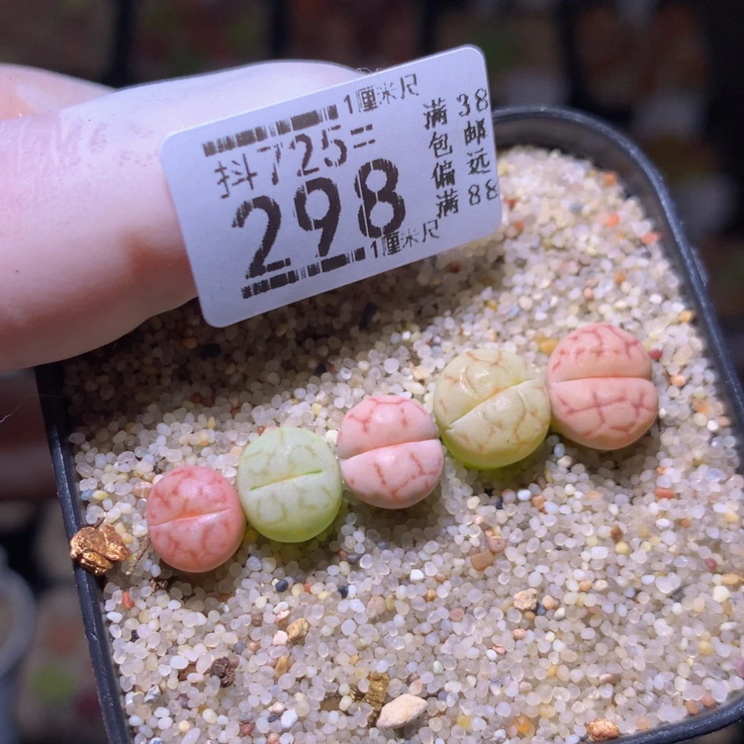 精品生石花725.298