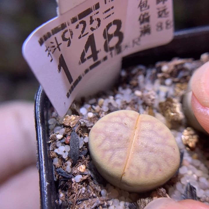 精品生石花925.148