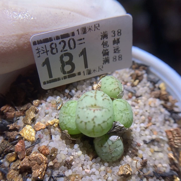精品生石花820.181