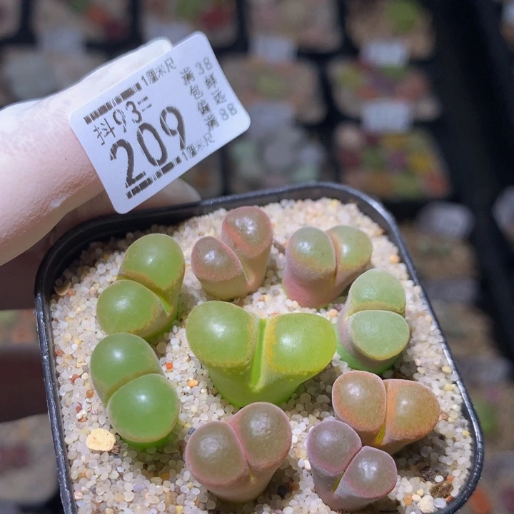 精品生石花93.209