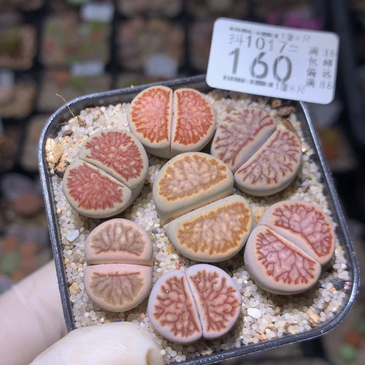 精品生石花1017.160